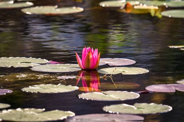Beautiful pink flowers in the pond. Water lilies in the botanical garden. Photo in shallow depth of field.