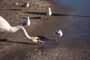Deniz suyunun üzerinde güzel beyaz kuşlar. Polonya 'nın Gdynia sahilinde şirin kuğular.