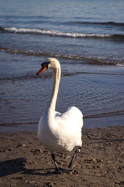 海の水の上に美しい白い鳥 ポーランドのグディニアのビーチでかわいい白鳥 — ストック写真