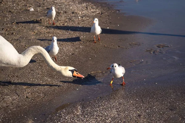 Schöne Weiße Vögel Über Dem Meerwasser Niedliche Schwäne Strand Gdingen — Stockfoto