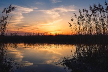 Güzel bir yaz akşamı manzarası. Kuru ağaç ve çimenler nehire yansıyor. Fotoğraf: Pinczow, Polonya. 