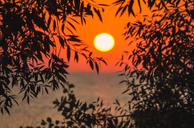 Ağaçların yeşil yaprakları arasında güzel bir gündoğumu. Denizin üstünde güneşli bir sabah bir arka plan konsepti. Sığ bir alan derinliği olan fotoğraf.