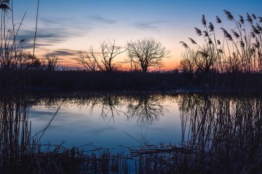 Güzel bir yaz akşamı manzarası. Kuru ağaç ve çimenler nehire yansıyor. Fotoğraf: Pinczow, Polonya. 
