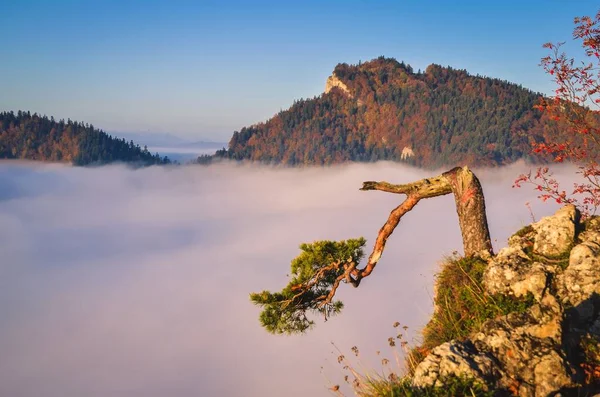 Schöne Herbstlandschaft Auf Dem Gipfel Des Berges Über Den Wolken — Stockfoto