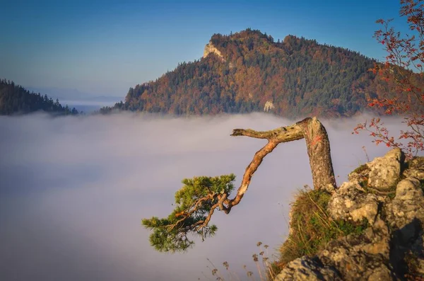 Bulutların üstündeki dağın tepesindeki güzel sonbahar manzarası. Polonya, Pieniny Ulusal Parkı 'ndaki Sokolica dağında renkli bir sabah..