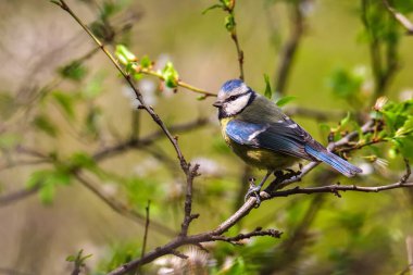 Beautiful little bird on a tree branch in the forest. Bird called the Eurasian blue tit. Photo taken with a shallow depth of field.