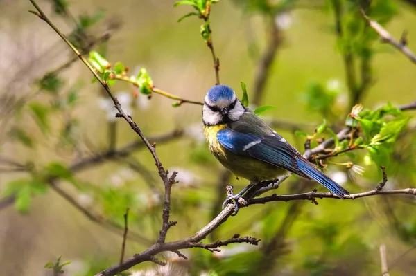 Beautiful Little Bird Tree Branch Forest Bird Called Eurasian Blue — Stockfoto