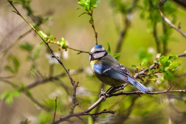 Beautiful little bird on a tree branch in the forest. Bird called the Eurasian blue tit. Photo taken with a shallow depth of field.