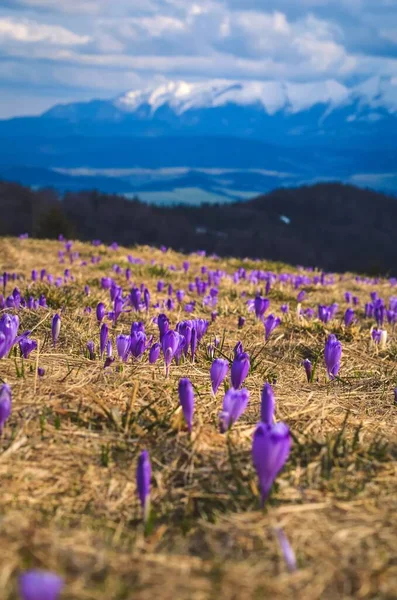 Stock image Beautiful purple flowers in spring mountain scenery. Cute crocuses on a mountain glade on the Turbacz peak in the Polish mountains. Photo with a shallow depth of field with a blurred background.