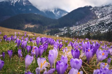 Baharda Polonya 'nın en popüler dağ vadisi. Polonya 'nın batı Tatras kentindeki Chocholowska Vadisi' nde bir açıklıkta mor krokolar. Sığ bir alan derinliği olan fotoğraf.