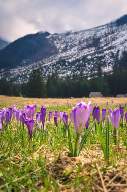 Baharda Polonya 'nın en popüler dağ vadisi. Polonya 'nın batı Tatras kentindeki Chocholowska Vadisi' nde bir açıklıkta mor krokolar. Sığ bir alan derinliği olan fotoğraf.