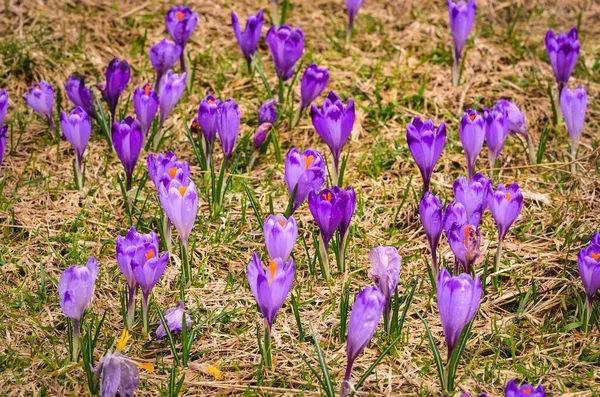 Most Popular Mountain Valley Poland Spring Purple Crocuses Clearing Chocholowska — Stock Photo, Image