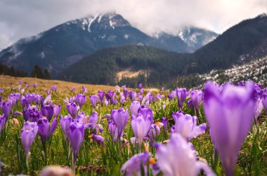 Baharda Polonya 'nın en popüler dağ vadisi. Polonya 'nın batı Tatras kentindeki Chocholowska Vadisi' nde bir açıklıkta mor krokolar. Sığ bir alan derinliği olan fotoğraf.