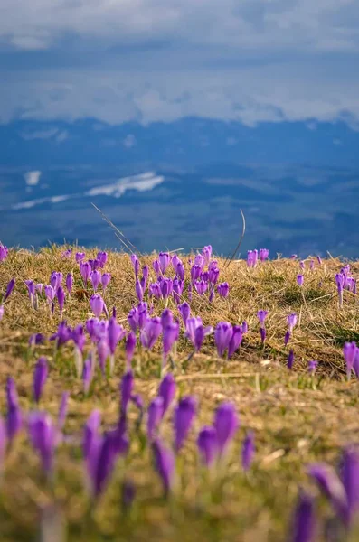 Beautiful purple flowers in spring mountain scenery. Cute crocuses on a mountain glade on the Turbacz peak in the Polish mountains. Photo with a shallow depth of field with a blurred background.