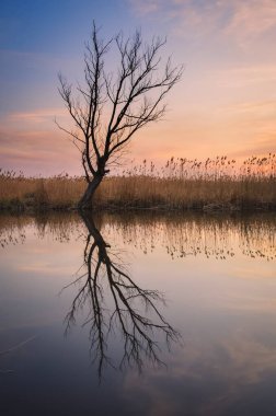 Nehir kenarındaki güzel yaz manzarası. Polonya 'nın Pinczow kentindeki Nida nehrine yansıyan yapayalnız kuru ağaç ve çimenler. 