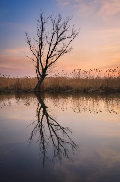 Beautiful summer landscape by the river. Lonely dry tree and grass reflecting in the Nida river in Pinczow, Poland.