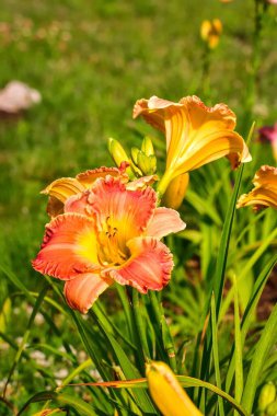Bulanık bir arka planda güzel bir turuncu zambak çiçeği. Yaz manzarasında her gün paslanıyorsun. Sığ bir alan derinliği olan fotoğraf.
