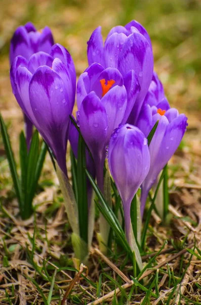 The most popular mountain valley in Poland in spring. Purple crocuses in a clearing in the Chocholowska Valley in the Western Tatras, Poland. Photo with a shallow depth of field.