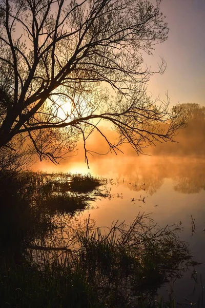 Piękny Poranek Słoneczny Krajobraz Jeziorze Drzewo Brzegu Jeziora Wschodzącym Słońcem — Zdjęcie stockowe