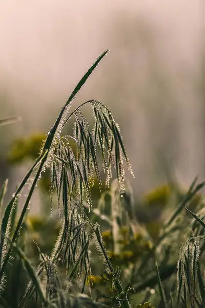 Зелений Ранок Весняна Природа Лузі Роса Падає Зелену Траву Фотографія — стокове фото