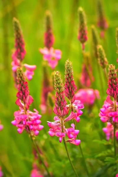 Beautiful pink green spring nature. Close up of a common sainfoin (onobrychis viciifolia) flower in bloom. Photo with a shallow depth of field.