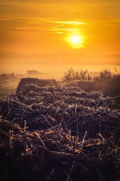 Vidéki Táj Kora Reggel Szalma Bokrok Legelőn Napkeltekor Lengyelország — Stock Fotó