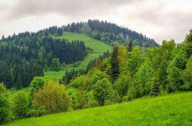 Bahar manzaralı dağ manzarası. Çam ağaçları, Beskids dağları ve Polonya ile kaplı yeşil çayır ve tepenin üzerinde resim gibi bir manzara uzanır..