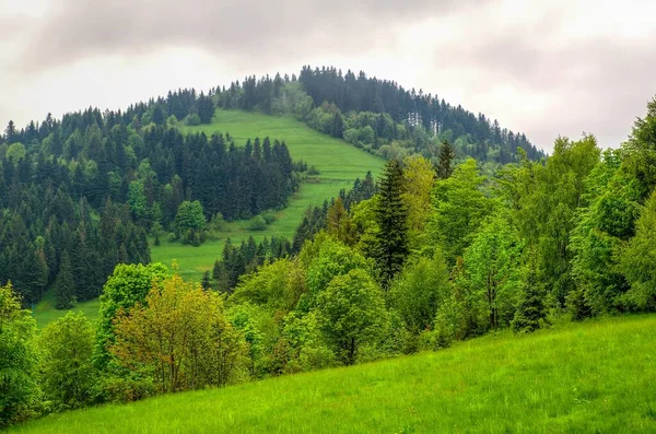 春景中的山水 波兰别斯基什山脉绿茵的草地上 覆盖着松树的山丘上 都是风景如画的风景 — 图库照片