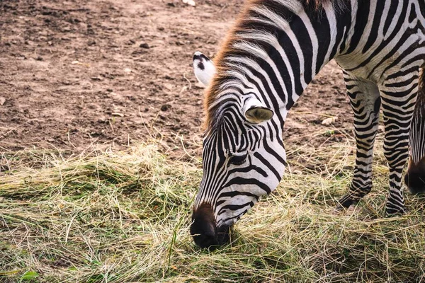 Cute zebra in nature. Black and white striped animals on green grass.