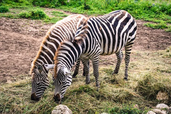 Cute zebras in nature. Black and white striped animals on green grass.