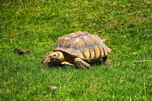 Desert tortoise on green grass. Slowly crawling old turtle on a green background.