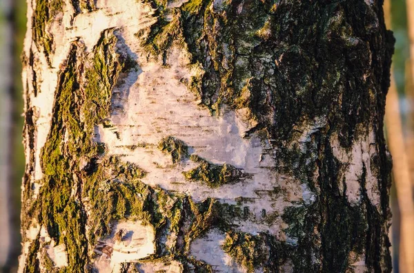 春の景色の木の幹 落葉樹 白い樹皮と白樺 被写界深度が浅い写真 — ストック写真