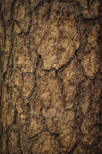 Brązowa Struktura Kory Drzewa Zbliżenie Starego Drewna Może Być Stosowane — Zdjęcie stockowe