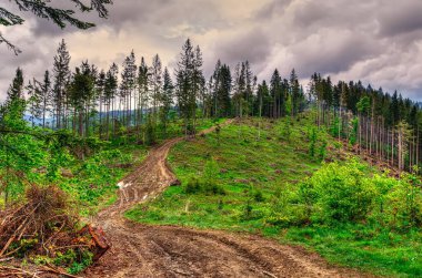 İlkbaharda orman manzarası. Çam ağaçlarıyla kaplı yeşil tepenin zirvesine çıkan patika görüntüsü. Kesilen ağaçlar, Beskids dağları, Polonya.