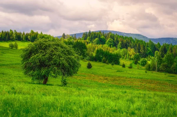 Horská Krajina Jaře Malebný Výhled Přes Jediný Strom Travnatých Pláních — Stock fotografie