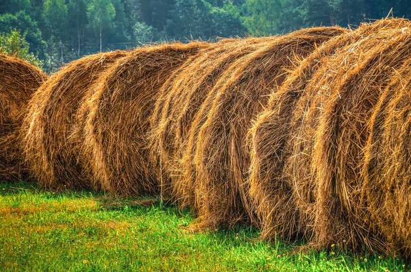 Haystacks Field Sunny Day Straw Bales Drying Green Grass Summer — Stock Photo, Image