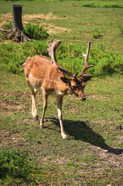 Boynuzlu şirin bir hayvanın portresi. Yeşil çimlerin üzerinde Fallow geyiği.