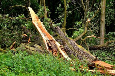 Yeşil ormandaki hasarlı ağaç. Şiddetli bir yaz fırtınasında yıldırım düşen ağaç..