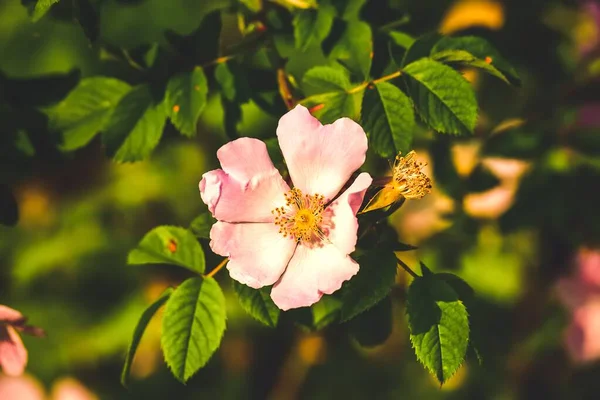 Beautiful pink flower against the background of green nature. Wild rose flower between green leaves. Photo with a shallow depth of field.