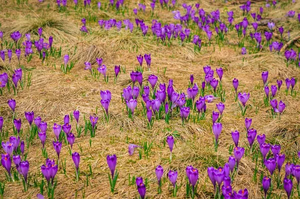 The most popular mountain valley in Poland in spring. Purple crocuses in a clearing in the Chocholowska Valley in the Western Tatras, Poland. Photo with a shallow depth of field.