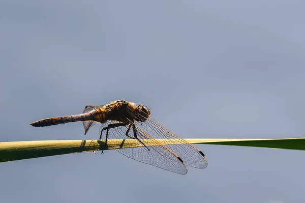 Porträt Eines Insekts Auf Grünem Gras Rote Libelle Auf Blauem — Stockfoto