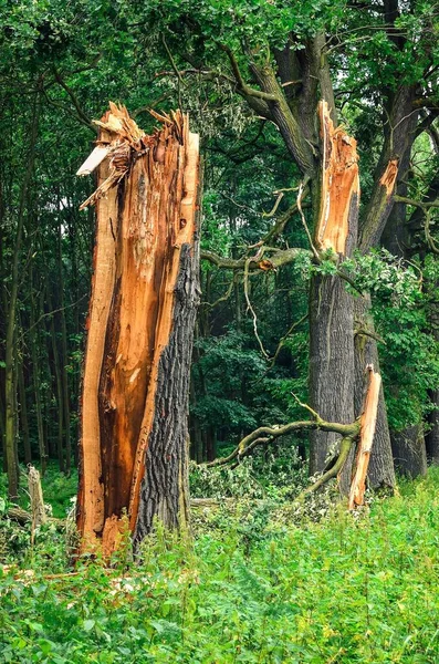 绿林里被毁的树 在强烈的夏季风暴中被闪电击中的树 — 图库照片