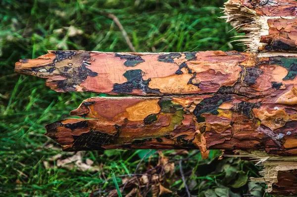 Kora Drzewa Zielonym Tle Trawy Zbliżenie Starego Drewna Może Być — Zdjęcie stockowe