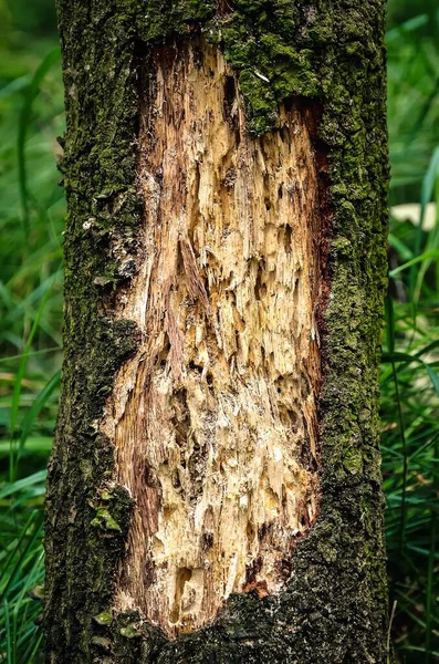 Zniszczony Pień Drzewa Zbliżenie Starego Drewna Może Być Stosowane Jako — Zdjęcie stockowe