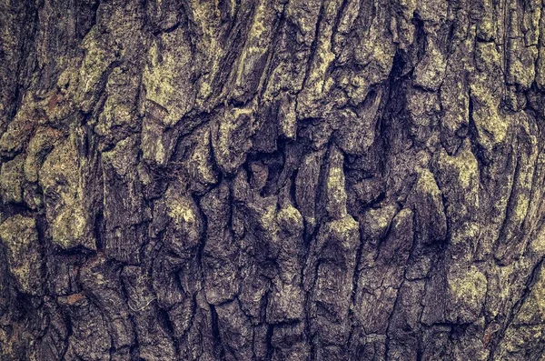 树的树皮纹理 特写的老木 可用作背景 — 图库照片