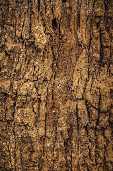 Textura Casca Árvore Close Madeira Velha Pode Ser Usado Como — Fotografia de Stock