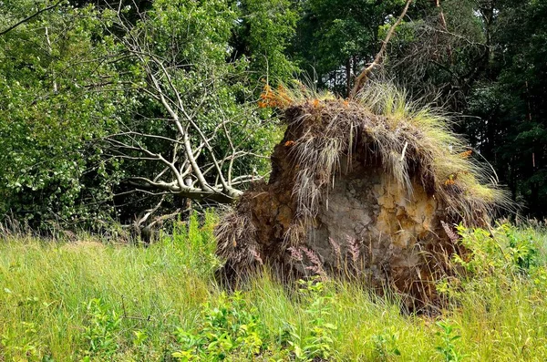 连根拔起的树躺在草地上 被大风吹坏的倒下的树的根 — 图库照片