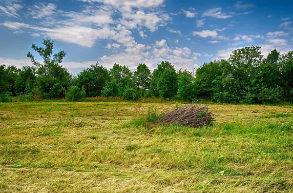 Zomer Landschap Grasveld Met Gras Struiken Bomen Onder Blauwe Hemel — Stockfoto