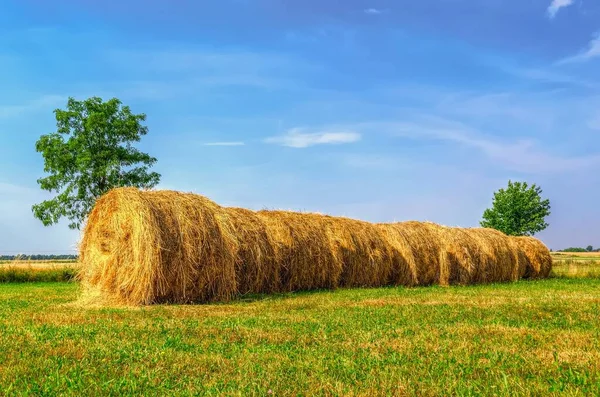 Haystacks Het Groene Veld Strobalen Drogen Zomer Een Groen Gras — Stockfoto