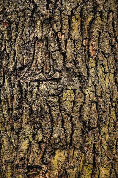 木の樹皮のテクスチャー 古い木のクローズ アップは 背景として使用できます — ストック写真